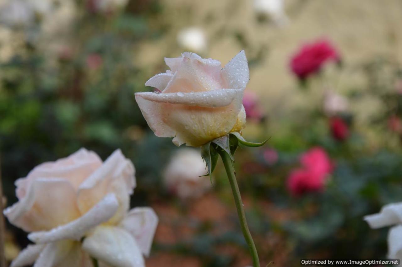 Serenity Manor Coonoor Dış mekan fotoğraf